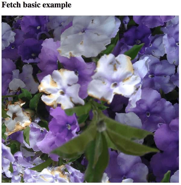 Un titre "fetch basic example" suivi d'une photo de fleurs violettes