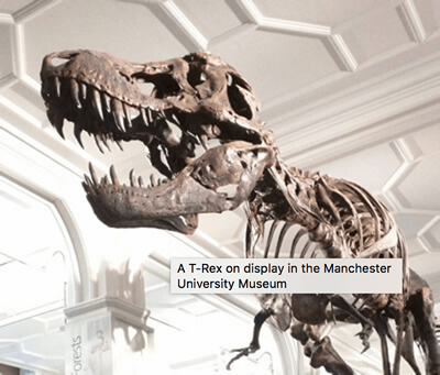 恐龙图片，上面的提示标题为“A T-Rex on display in the Manchester University Museum”